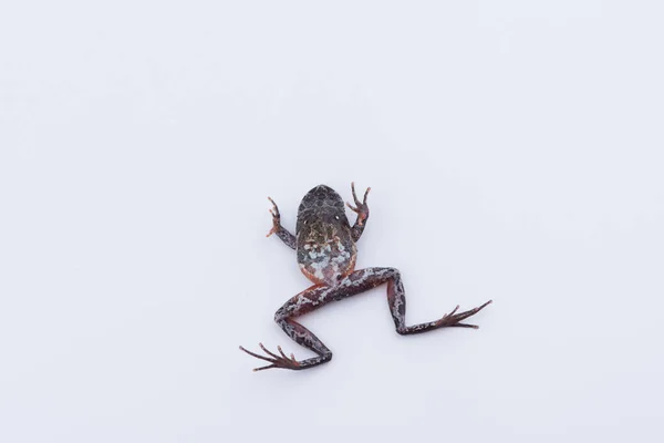 Xenophrys parva (Boulenger, 1893): rã sobre fundo branco . — Fotografia de Stock