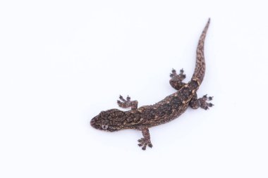 Small lizard on white background. Reptiles found in nature,Thail clipart