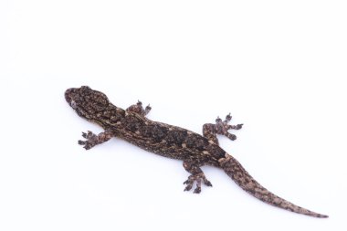 Beyaz arka plan üzerinde küçük kertenkele. Doğada, Thail bulunan sürüngenler