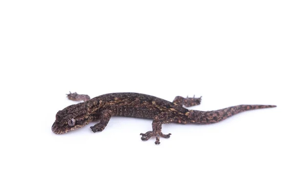 Petit lézard sur fond blanc. Reptiles trouvés dans la nature, Thaïlande — Photo