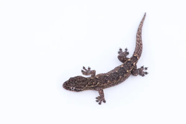 Petit lézard sur fond blanc. Reptiles trouvés dans la nature, Thail — Photo