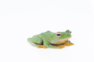 Siyah perdeli uçan ağaç kurbağası, beyaz backgro üzerinde Rhacophorus kio