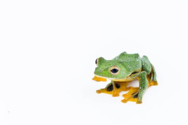 Siyah perdeli uçan ağaç kurbağası, beyaz backgro üzerinde Rhacophorus kio