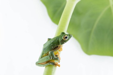 Siyah perdeli uçan ağaç kurbağası, beyaz backgro üzerinde Rhacophorus kio