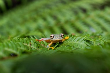 Rhacophorus bipunctatus (çift benekli ağaç kurbağası, turuncu perdeli