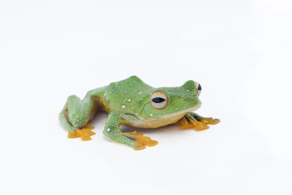 Černá webbed létající žába, Rhacophorus kio, na bílé backgro — Stock fotografie