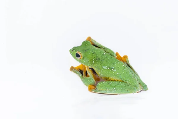 Black-webbed flying tree frog, Rhacophorus kio, on white backgro — Stock Photo, Image