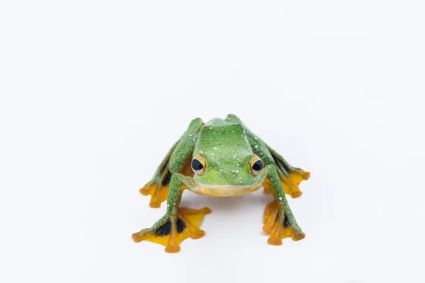 Black-webbed flying tree frog, Rhacophorus kio, on white backgro — Stock Photo, Image