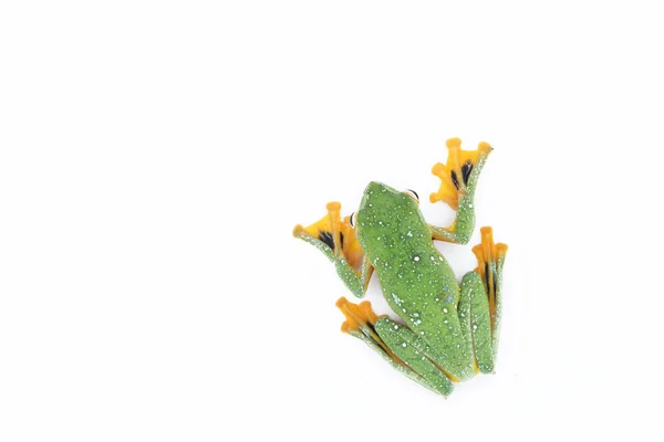 Rana voladora de paletas negras, Rhacophorus kio, sobre fondo blanco — Foto de Stock