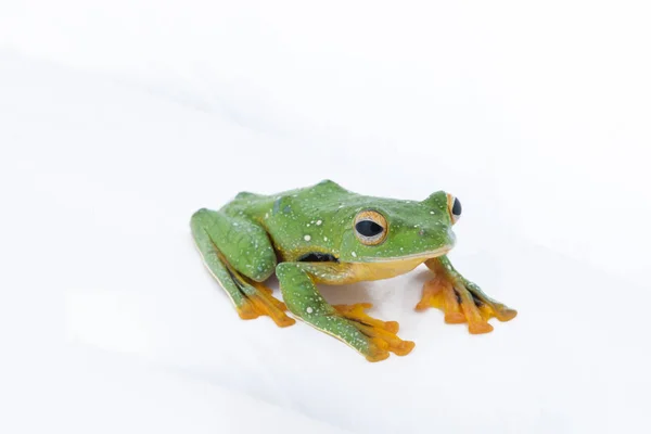 Rana voladora de paletas negras, Rhacophorus kio, sobre fondo blanco — Foto de Stock