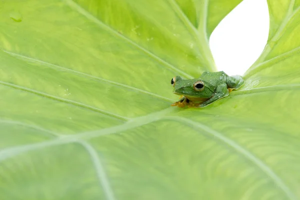 Rana voladora de paletas negras, Rhacophorus kio, sobre fondo blanco —  Fotos de Stock