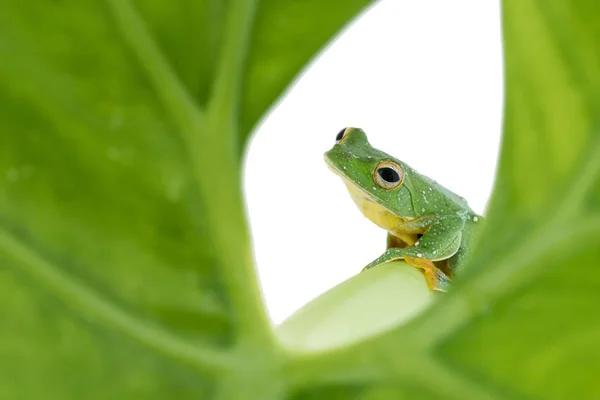 黒水かき飛行アマガエル、モリアオガエル畿央、白の backgro に — ストック写真