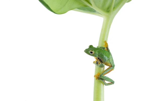 黒水かき飛行アマガエル、モリアオガエル畿央、白の backgro に — ストック写真