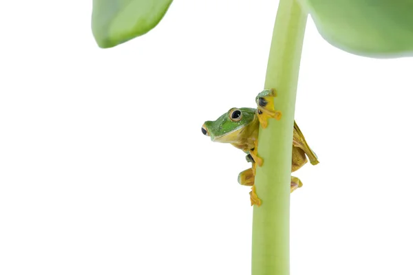 Rana voladora de paletas negras, Rhacophorus kio, sobre fondo blanco —  Fotos de Stock