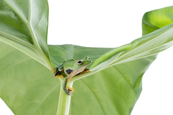 Černá webbed létající žába, Rhacophorus kio, na bílé backgro — Stock fotografie