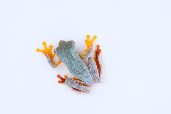Rhacophorus bipunctatus (Double-spotted Tree frog, Orange-webbed Tree Frog, Twin-spotted Tree Frog) — Stock Photo, Image