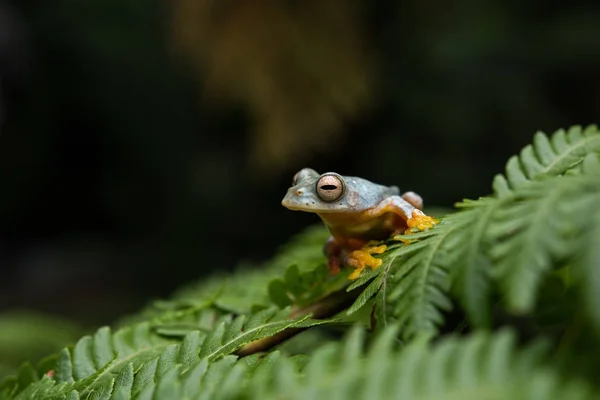 モリアオガエルと温度の作用 (ダブルの斑点のある木のカエル、オレンジ水かき — ストック写真