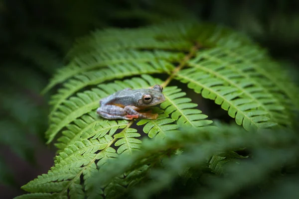 Rhacophorus bipunctatus (διπλό-στίγματα δέντρο βάτραχος, πορτοκαλί-webbed — Φωτογραφία Αρχείου