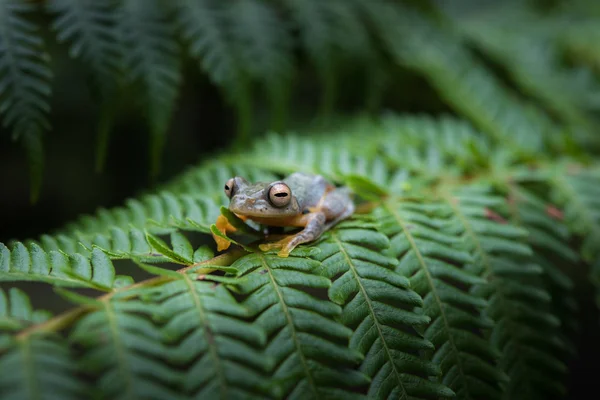 Ракопорус б'юктатус (дві плямисті дерев'яні жаби, помаранчева павутина — стокове фото