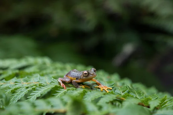 Rhacophorus bipunctatus (Double zauważył Rzekotka, płetwonogi Orange — Zdjęcie stockowe