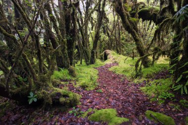 Güzel yağmur ormanı doğal yollar Ang Ka Doi Inthanon, Chiangmai, Tayland