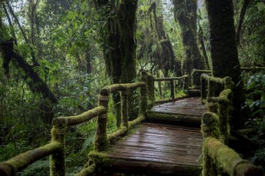 Güzel yağmur ormanı doğal yollar Ang Ka Doi Inthanon, Chiangmai, Tayland