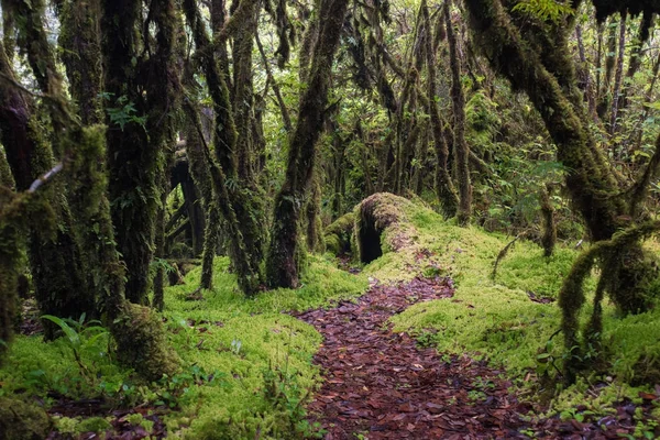 Beautiful rain forest at nature trails Ang Ka Doi Inthanon,Chiangmai in Thailand — Stock Photo, Image