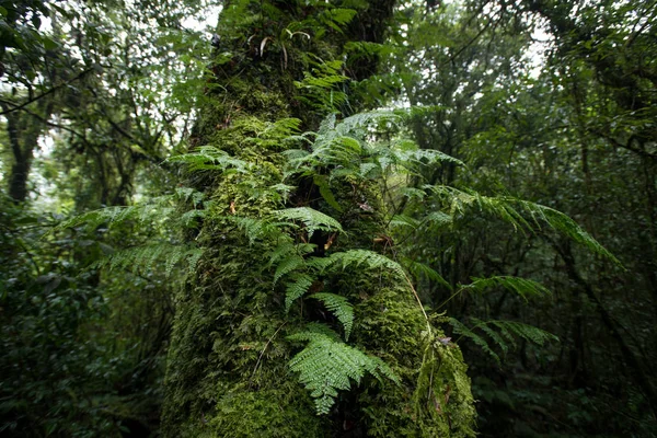 Bela floresta tropical na natureza trilhas Ang Ka Doi Inthanon, Chiangmai na Tailândia — Fotografia de Stock