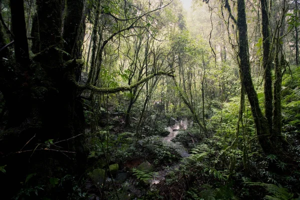Schöner Regenwald an Lehrpfaden ang ka doi inthanon, chiangmai in Thailand — Stockfoto