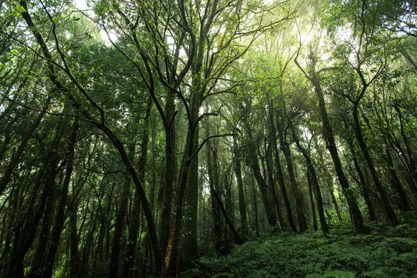 Bela floresta tropical na natureza trilhas Ang Ka Doi Inthanon, Chiangmai na Tailândia — Fotografia de Stock