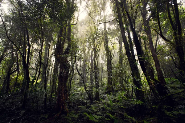 Schöner Regenwald an Lehrpfaden ang ka doi inthanon, chiangmai in Thailand — Stockfoto