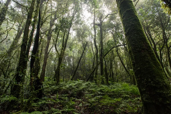 Beautiful rain forest at nature trails Ang Ka Doi Inthanon,Chiangmai in Thailand — Stock Photo, Image