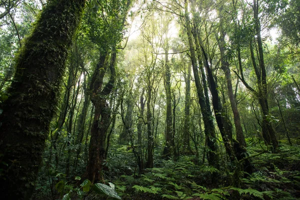 Beautiful rain forest at nature trails Ang Ka Doi Inthanon,Chiangmai in Thailand — Stock Photo, Image