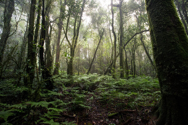 Beautiful rain forest at nature trails Ang Ka Doi Inthanon,Chiangmai in Thailand