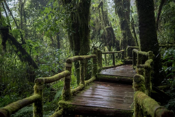 Beautiful rain forest at nature trails Ang Ka Doi Inthanon,Chiangmai in Thailand — Stock Photo, Image