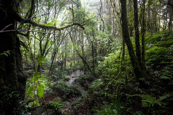 Beautiful rain forest at nature trails Ang Ka Doi Inthanon,Chiangmai in Thailand — Stock Photo, Image