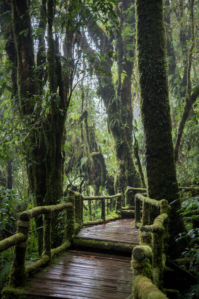 Beautiful rain forest at nature trails Ang Ka Doi Inthanon, Chiangmai in Thailand
