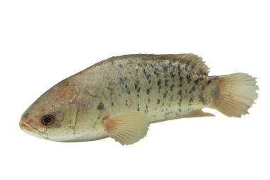 Bir balık adı tırmanışı levrek veya bilimsel adı Anabas testudi olan