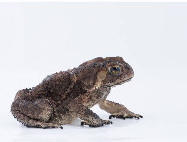 Beyaz arka planda, Tayland amfibi Asya ortak kurbağa