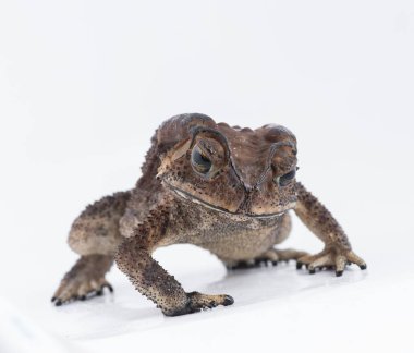 Beyaz arka planda, Tayland amfibi Asya ortak kurbağa