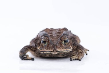 Asian common toad on white background,Amphibian of Thailand clipart