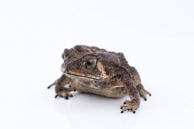 Beyaz arka planda, Tayland amfibi Asya ortak kurbağa