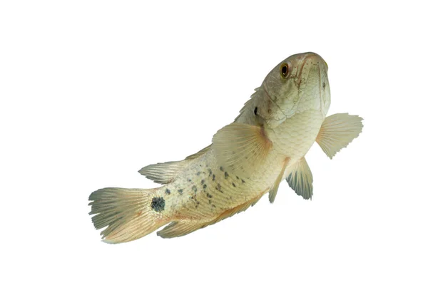 Um peixe tem nome Escalada Perch ou nome científico Anabas testudi — Fotografia de Stock