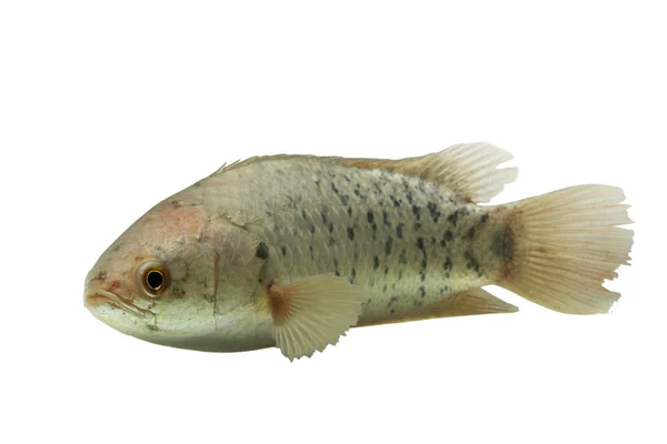 Ryba ma nazwę okoń wspinaczka lub naukowa nazwa Anabas testudi — Zdjęcie stockowe