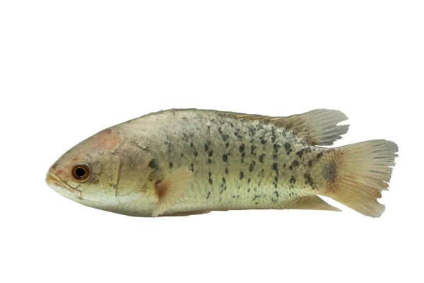 Ein Fisch hat Namen wie Barsch oder wissenschaftlicher Name anabas testudineus isoliert auf weißem Hintergrund, es ist wirtschaftlicher Fisch, Clipping Pfad — Stockfoto