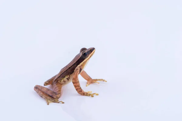 Amolops archotaphus: Frosch auf weißem Hintergrund. — Stockfoto