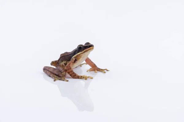 Amolops archotaphus : grenouille sur fond blanc . — Photo