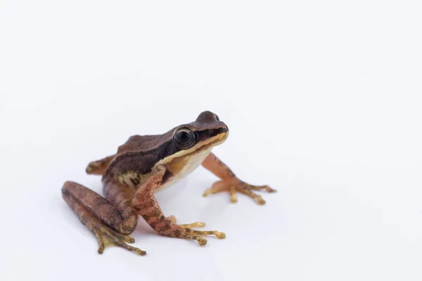 Amolops archotaphus: żaba na białym tle. — Zdjęcie stockowe