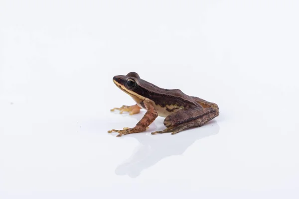 Amolops archotaphus: žába na bílém pozadí. — Stock fotografie