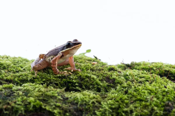 Amolops archotaphus: sapo no fundo branco . — Fotografia de Stock